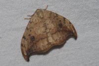 Drepana falcataria