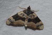 Cosmorhoe ocellata
