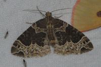 Ecliptopera silaceata