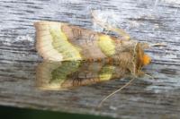 Diachrysia chrysitis