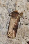 Axylia putris
