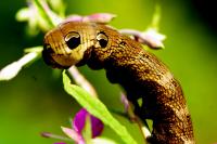 Deilephila elpenor