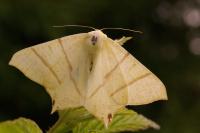 Ourapteryx sambucaria