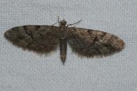 Eupithecia lanceata