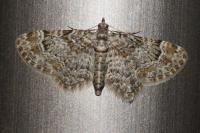 Gymnoscelis rufifasciata