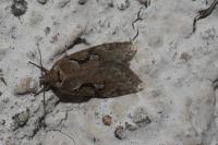 Semioscopis steinkellneriana