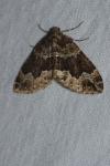 Lampropteryx suffumata
