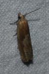 Eucosma cana