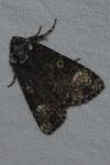 Craniophora ligustri