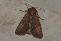 Apamea crenata