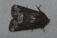 Oligia strigilis/versicolor/latruncula