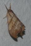 Falcaria lacertinaria