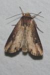Axylia putris