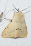 Spilarctia lutea
