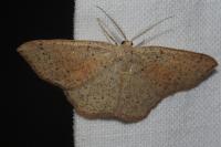 Cyclophora punctaria
