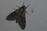 Hyloicus pinastri