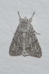 Acronicta aceris
