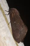 Dendrolimus pini pini