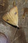 Rivula sericealis
