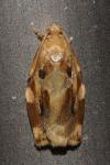 Archips xylosteana