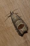 Notocelia uddmanniana