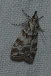 Scoparia pyralella