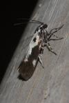 Ethmia quadrillella quadrilella