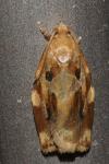 Archips xylosteana