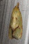Agapeta hamana