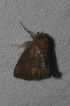 Apoda limacodes