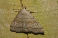 Herminia tarsicrinalis
