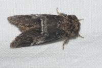 Drymonia dodonaea
