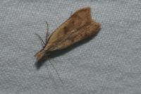 Dichomeris derasella