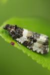 Argyroploce bipunctana