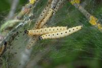 Yponomeuta cagnagella