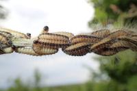Thaumetopoea processionea