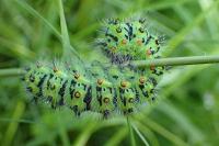 Saturnia pavonia