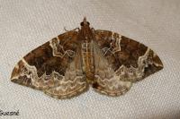 Eulithis prunata