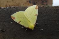 Opisthograptis luteolata