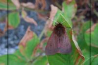 Phragmatobia fuliginosa