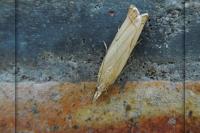 Chrysoteuchia culmella