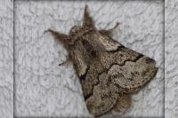 Trichiura crataegi