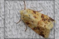 Cirrhia icteritia