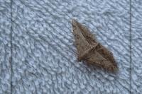 Chiasmia aestimaria
