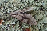 Hyloicus pinastri