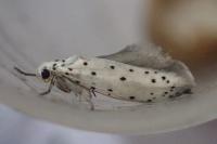 Yponomeuta padella