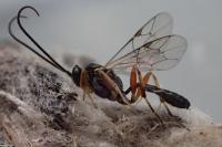 Yponomeuta padella
