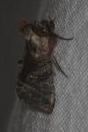 Abrostola tripartita