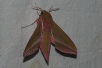 Deilephila elpenor