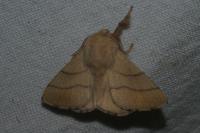 Malacosoma neustria